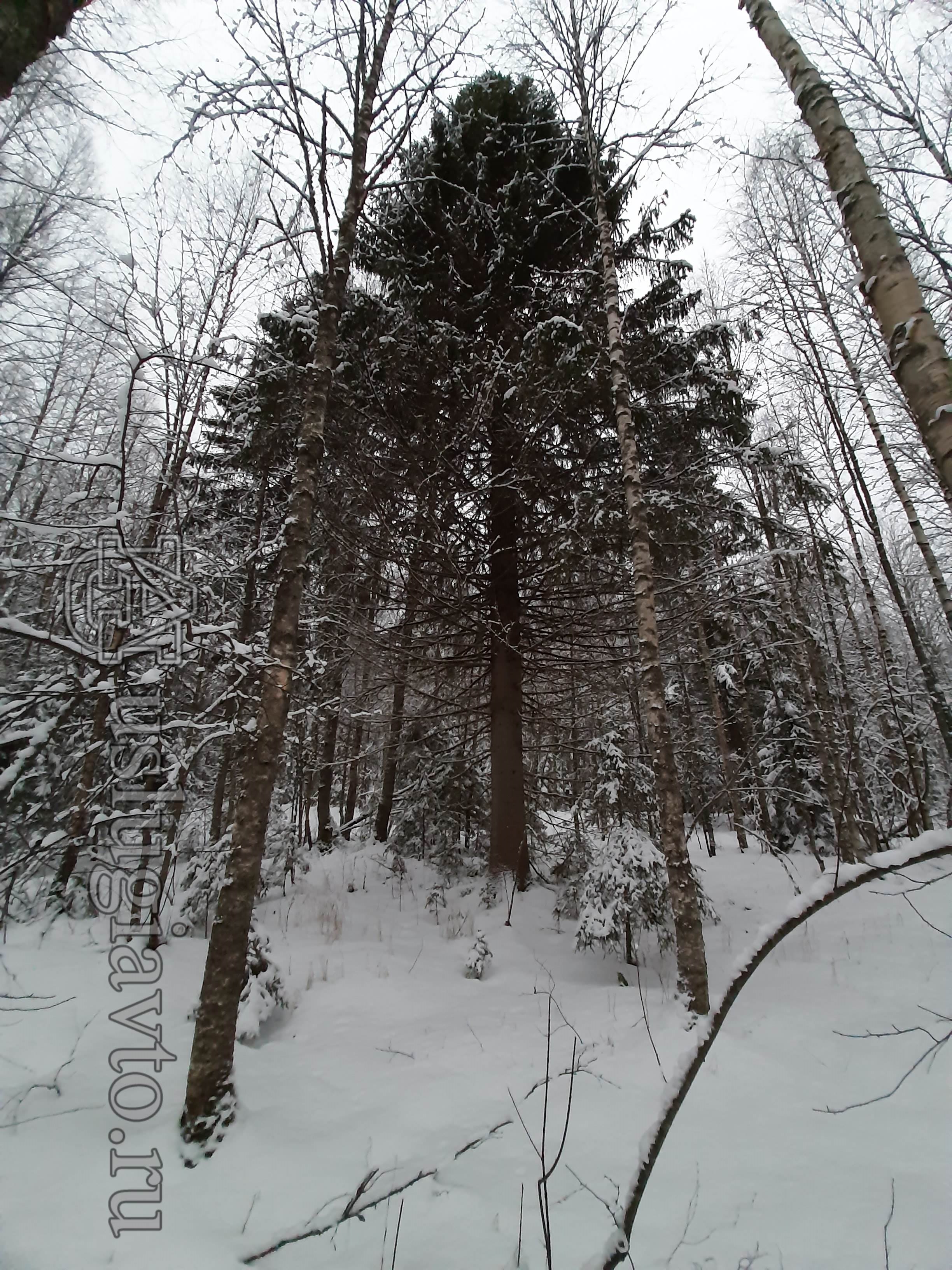 зимний лес глазами вездеходчика